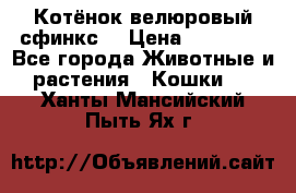 Котёнок велюровый сфинкс. › Цена ­ 15 000 - Все города Животные и растения » Кошки   . Ханты-Мансийский,Пыть-Ях г.